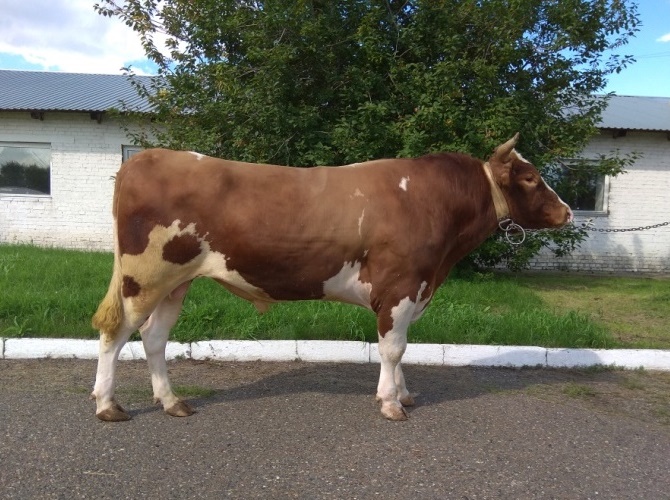 ТУРБО 28731 КСКП-202